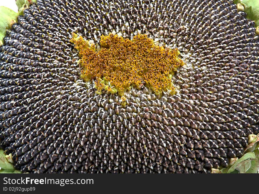 Sunflower close up