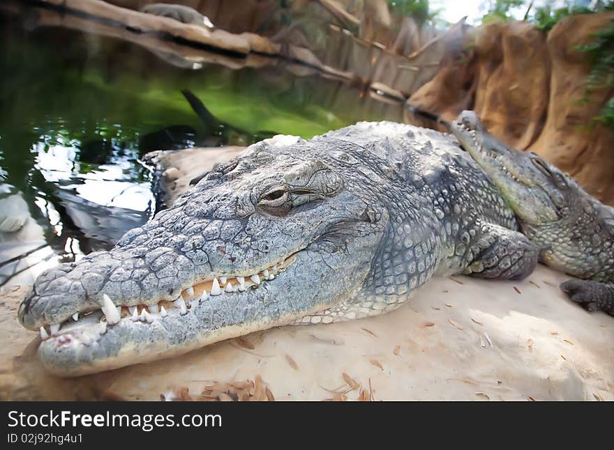 Rest time for two crocodiles