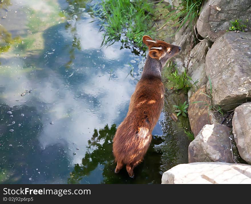 Small reindeer on the nature. Small reindeer on the nature