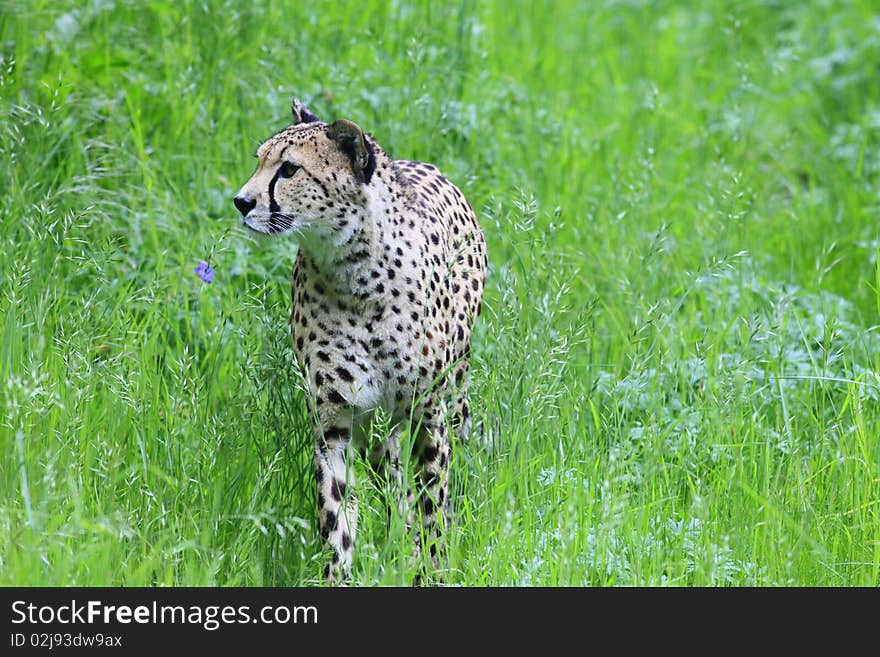 Cheetah