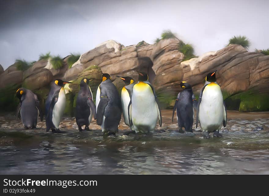 Penguins in zoo at water. Penguins in zoo at water