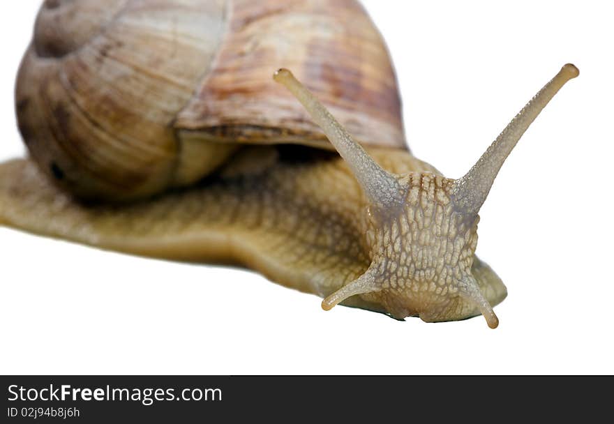 Garden Snail isolated on white background