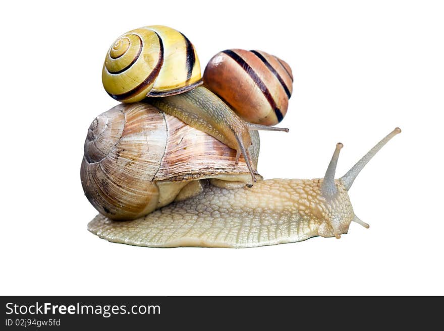 Garden Snails isolated on white background