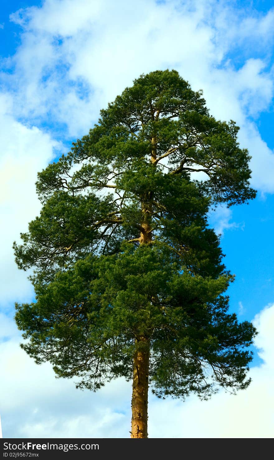 Pines against the sky