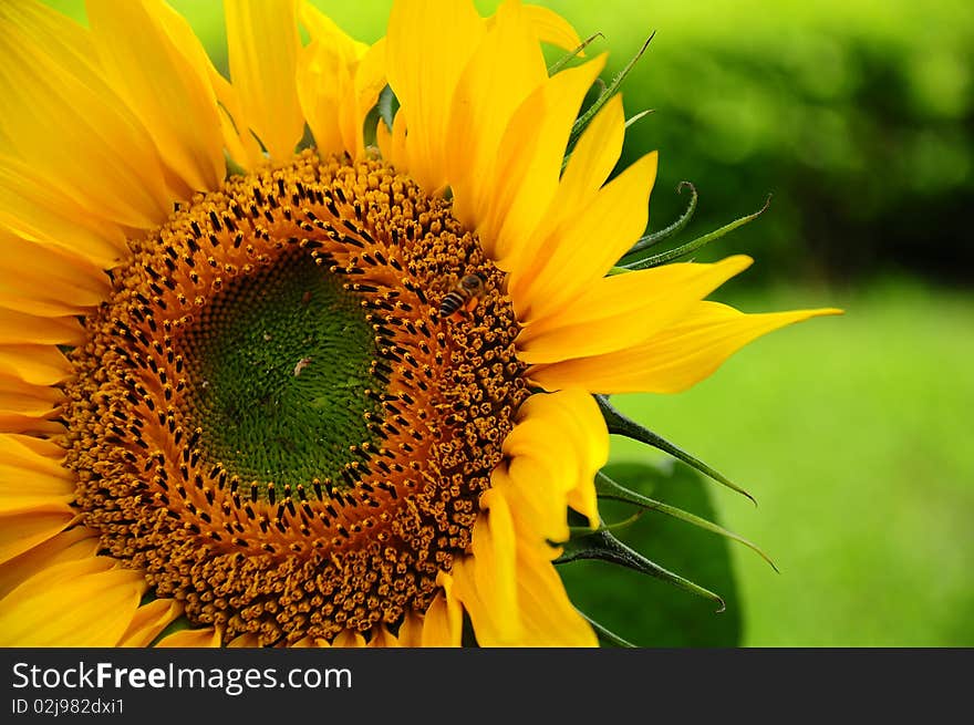 Sunflower & flying bee