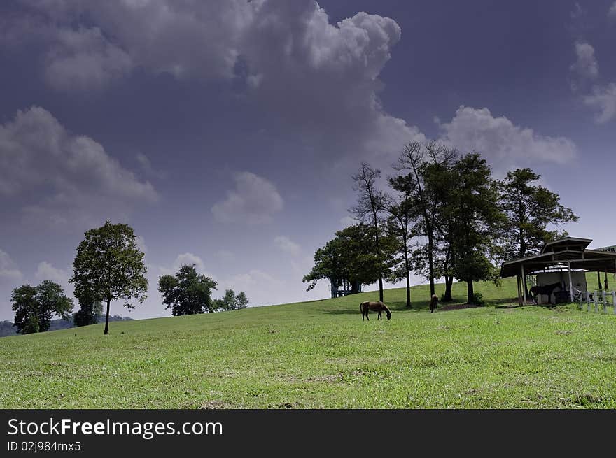 Landscape of green grass horse farm on hill with scenic cloud and sky on the background. Landscape of green grass horse farm on hill with scenic cloud and sky on the background