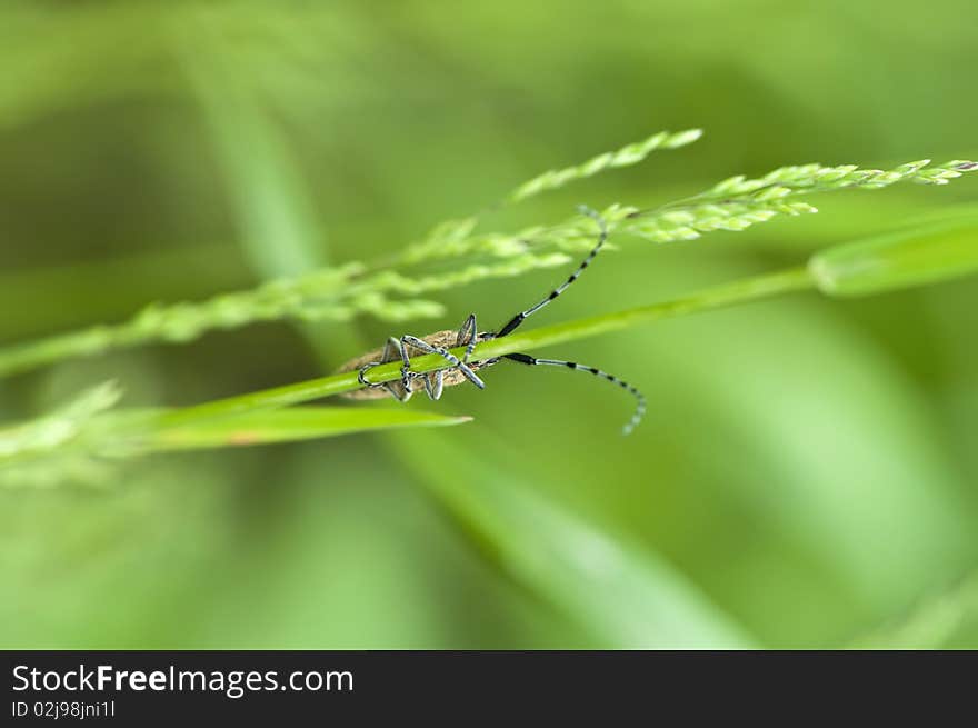 Green grass background