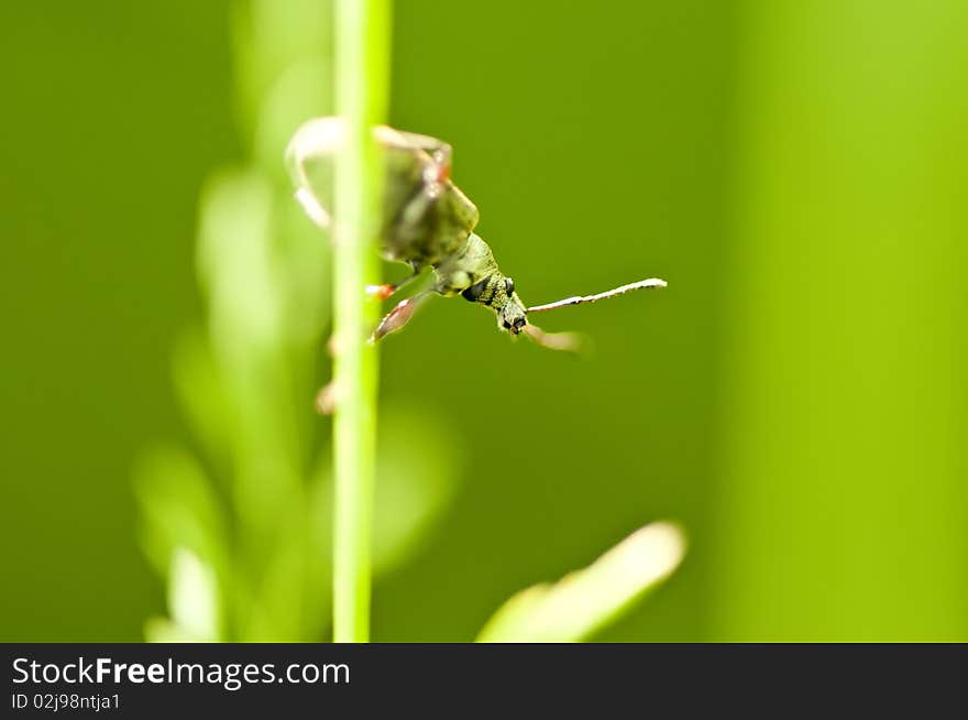 Beetle sitting on blade of grass, summer macro image