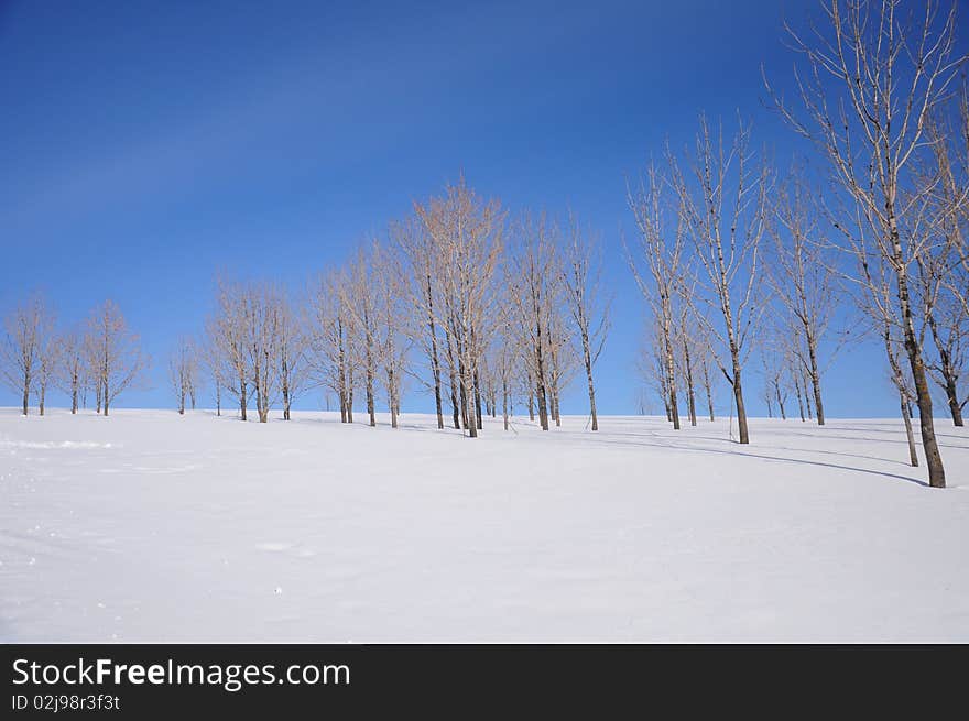 Tree in snow ground