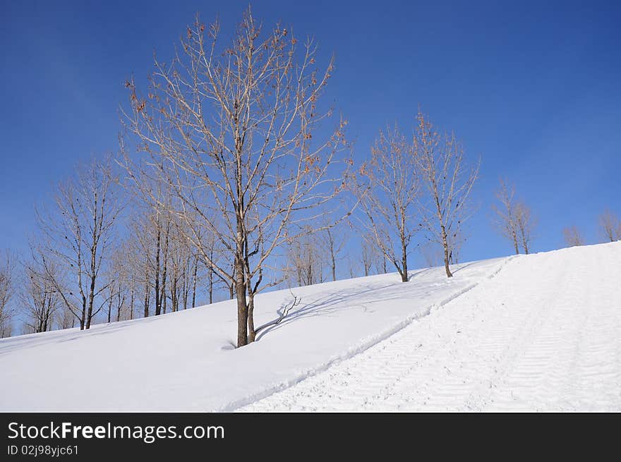 Winter trees