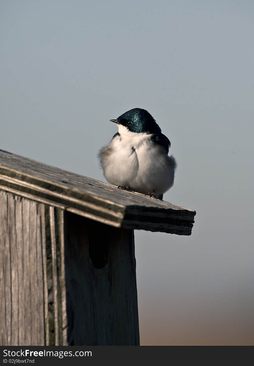 Tree Swallow (iridoprone bicolor) in early spring protecting it's nest