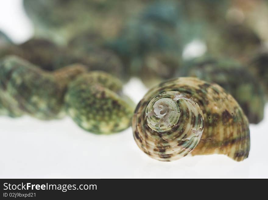 Beautiful Seashells On White