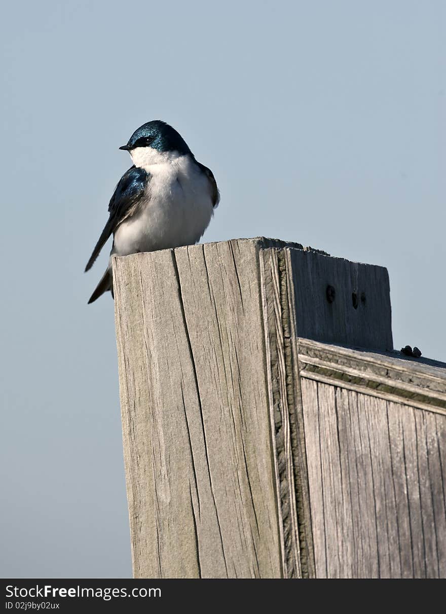 Tree Swallow (iridoprone bicolor) in early spring protecting it's nest