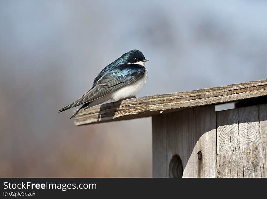 Tree Swallow (iridoprone bicolor) in early spring protecting it's nest