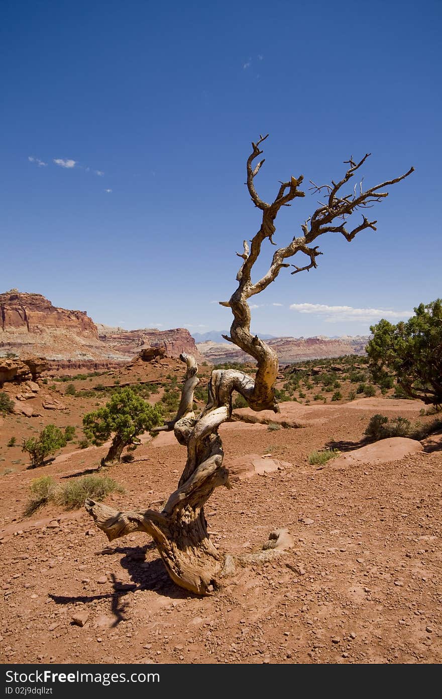 Dead tree in front of rock formations of Capitol Reef, USA