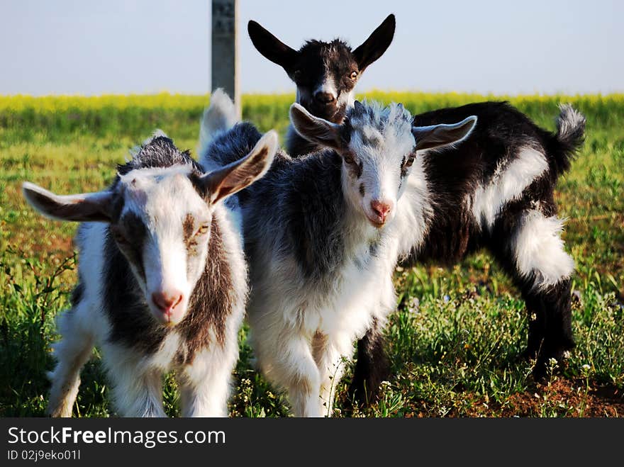 Three little goats, kids