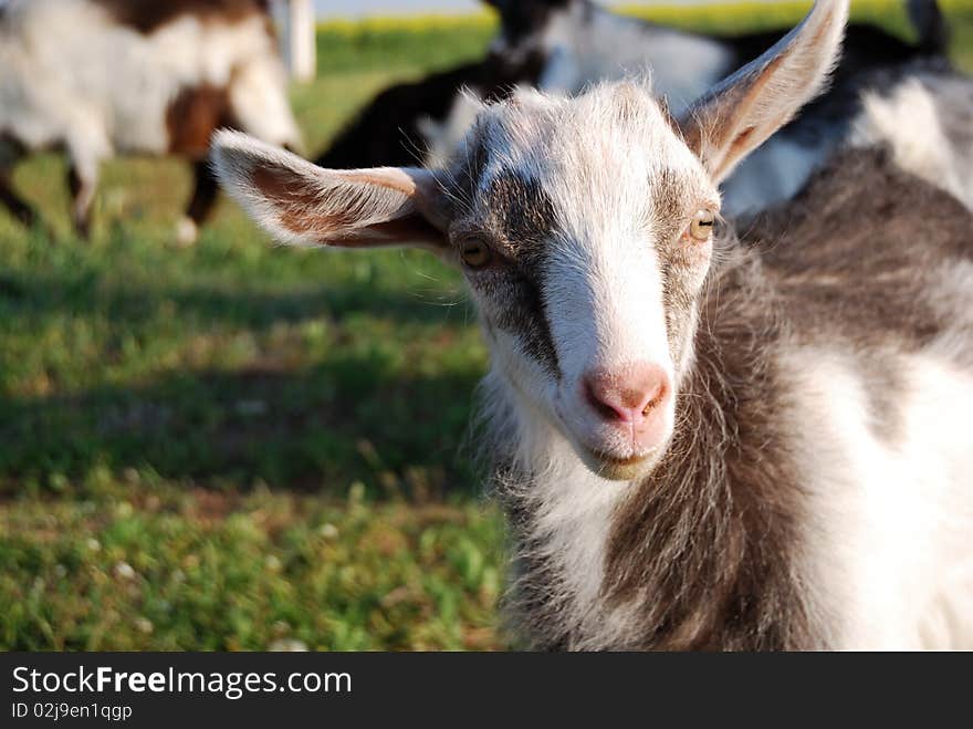 Little goat, kid