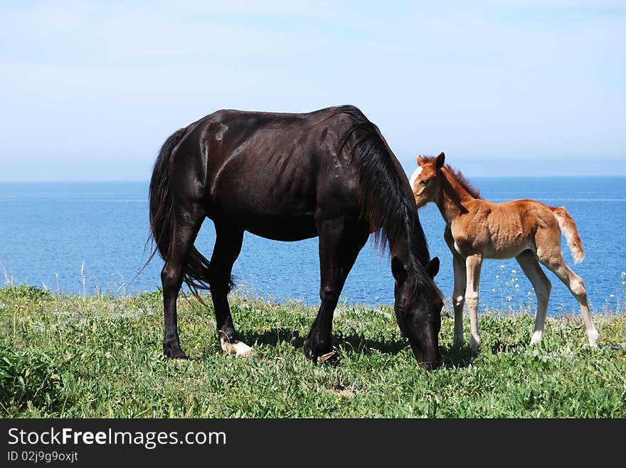 Dark mare and brown foal pasture in the meadow. Dark mare and brown foal pasture in the meadow