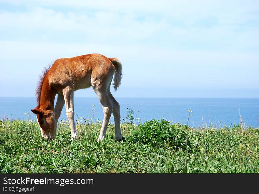 Brown Foal In A Meadow