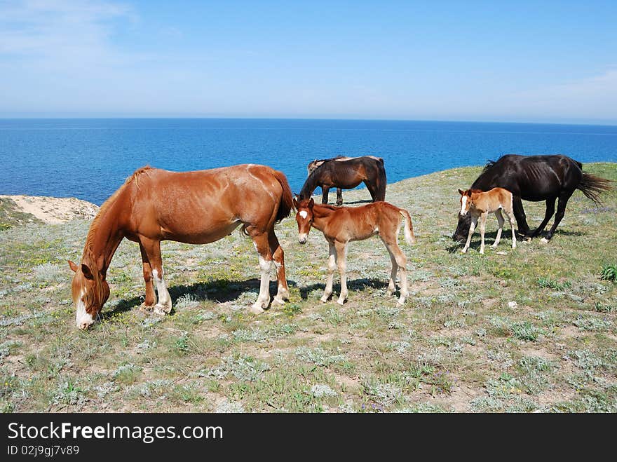 Two mares and two foals pasture in a meadow. Two mares and two foals pasture in a meadow