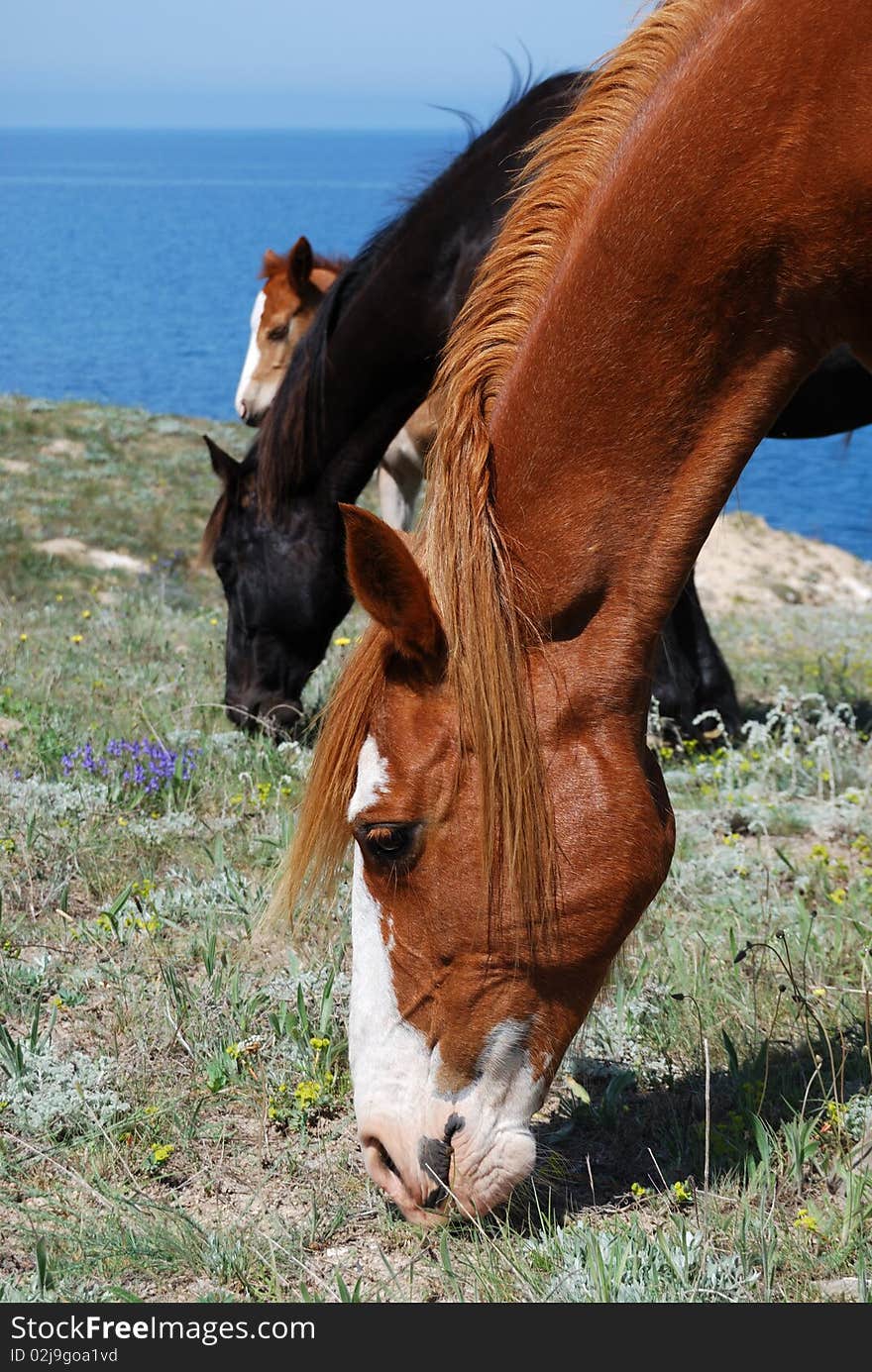 Three horses bowing their heads and eat grass in a meadow near the Black sea. Three horses bowing their heads and eat grass in a meadow near the Black sea