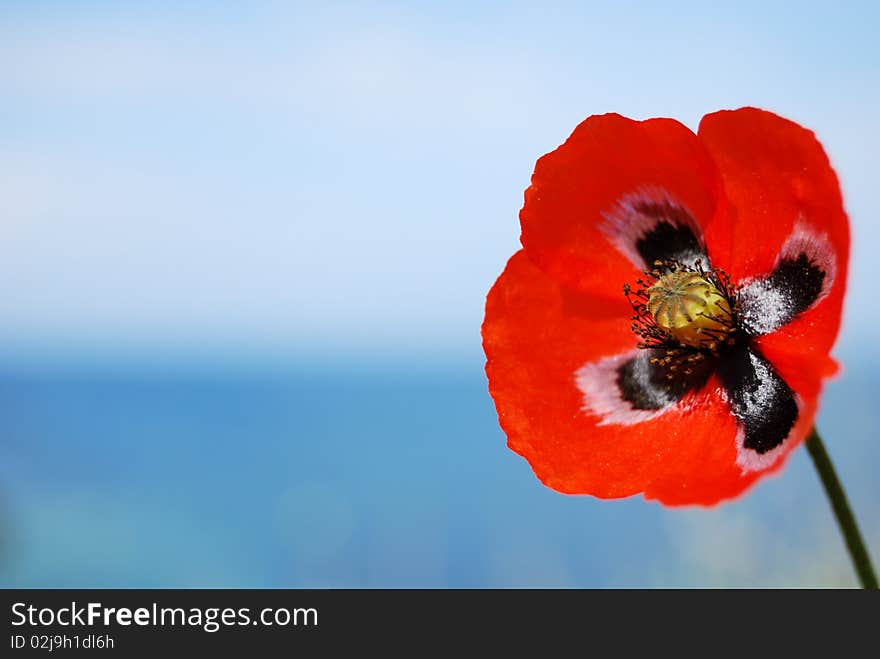 Closeup red poppy flower with the blue sky in the background. Closeup red poppy flower with the blue sky in the background