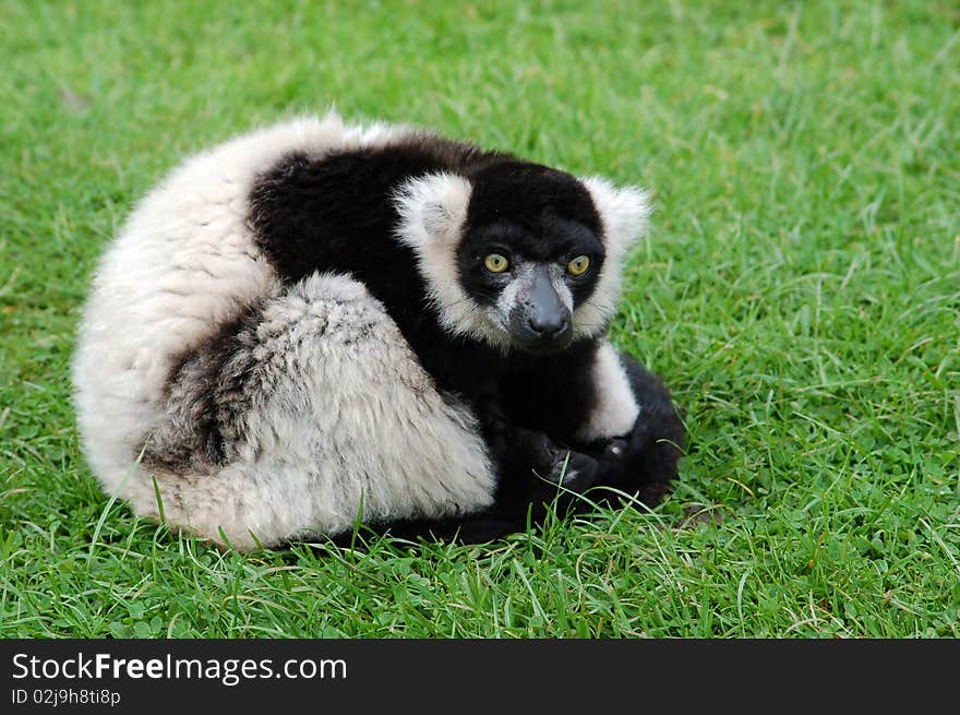 Ruffed Lemur