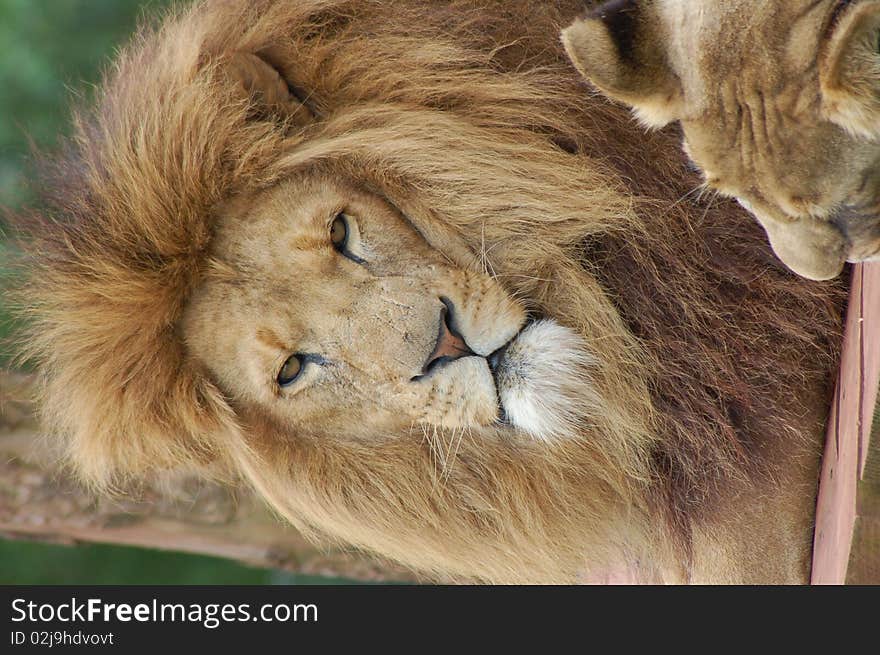 A Captive Male Lion Portrait