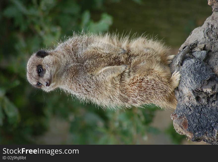 Meerkat Lookout