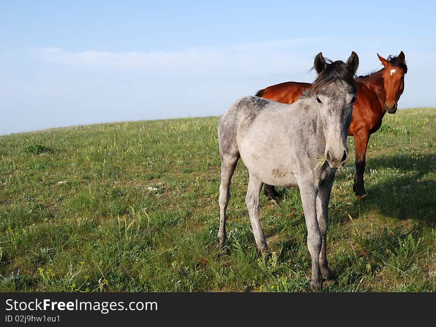 Gray and brown horses pasture in the field. Gray and brown horses pasture in the field