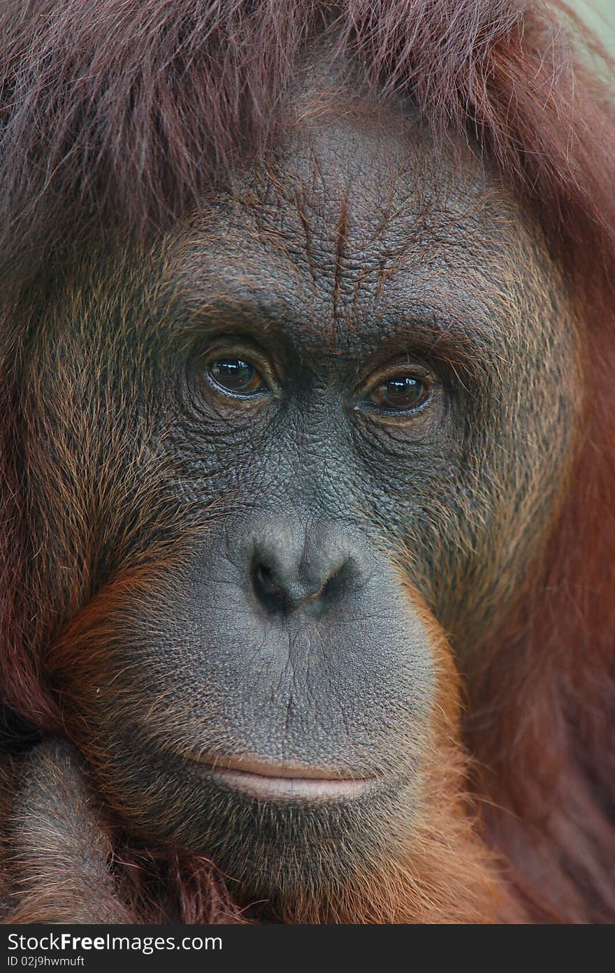 Orangutan portrait