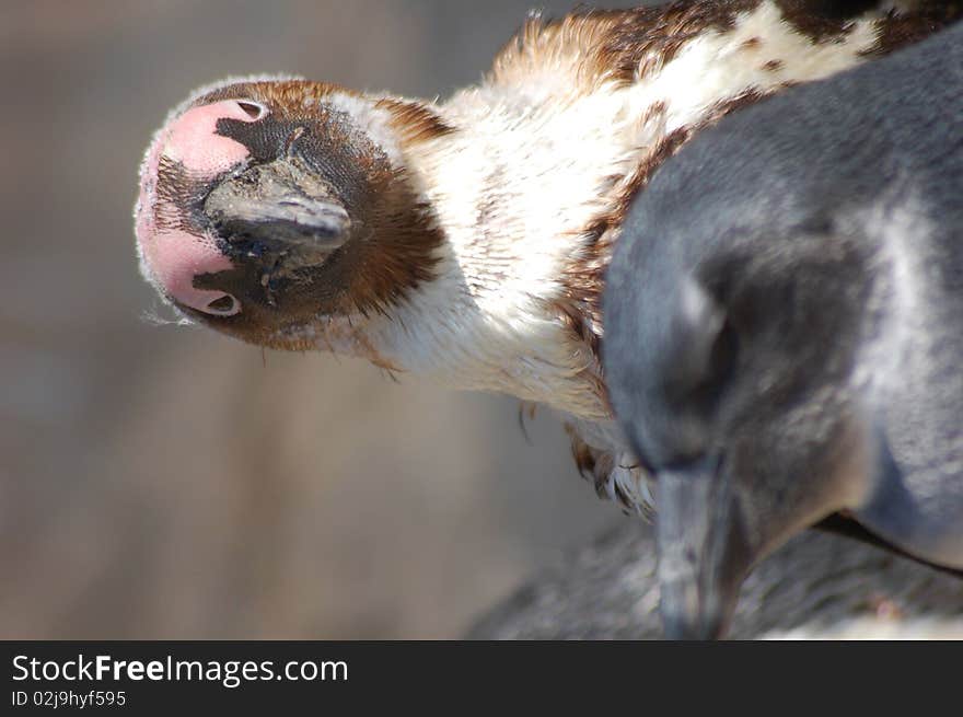 African Penguin