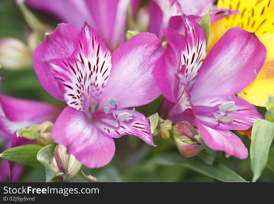 Peruvian lily, Alstroemeria