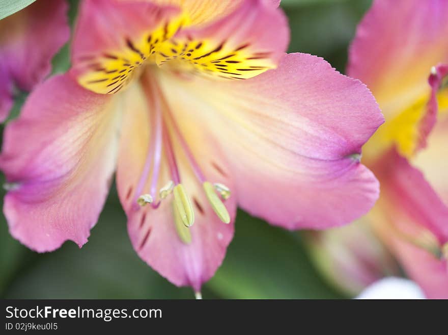 Closeup alstroemeria flower