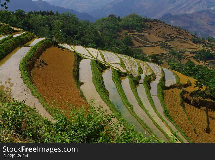 Landscape of mountain rice