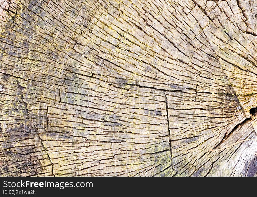 Old tree stump brown background or texture. Old tree stump brown background or texture