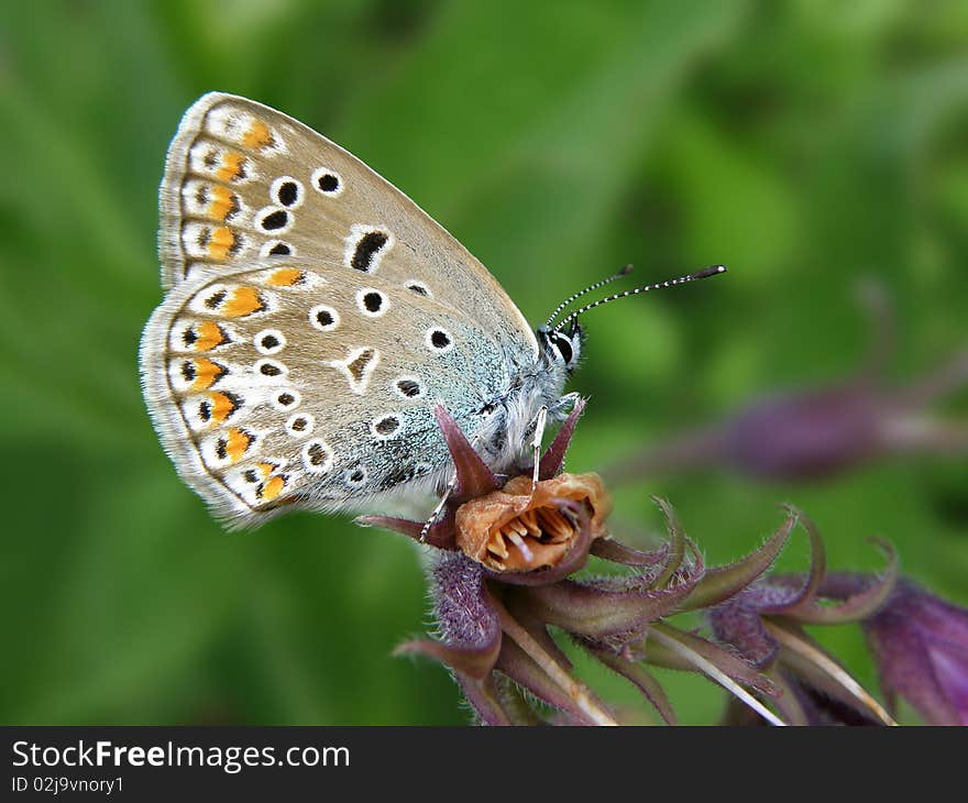 Polyommatus icarus