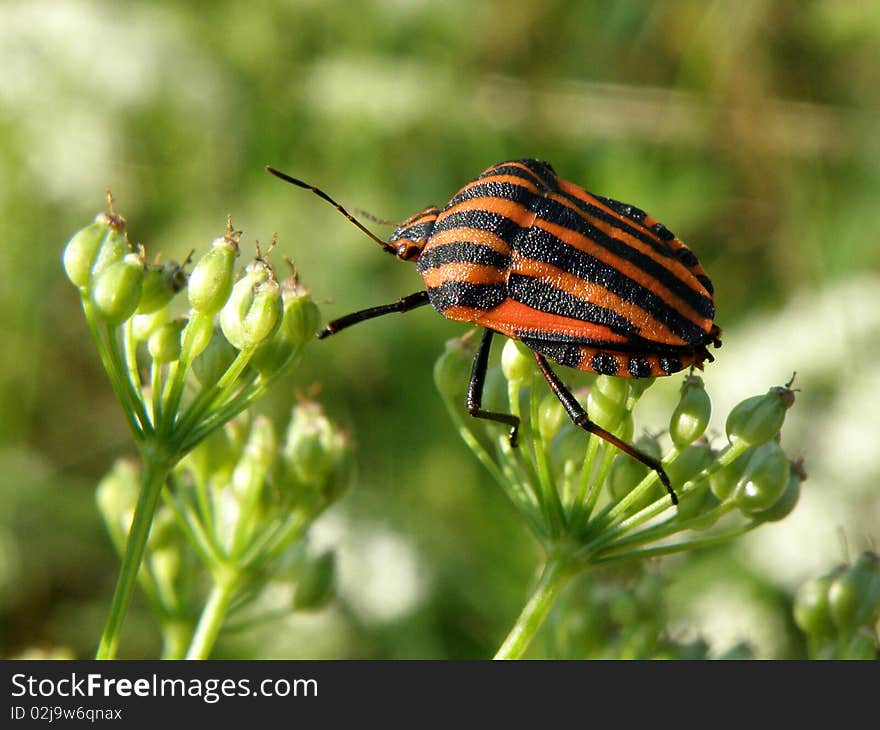 Graphosoma lineatum