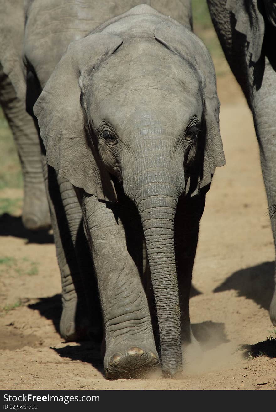 Baby Elephant