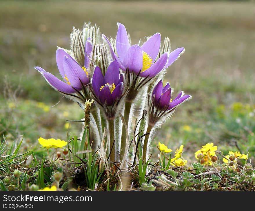 Pulsatilla patens, protected flower, group