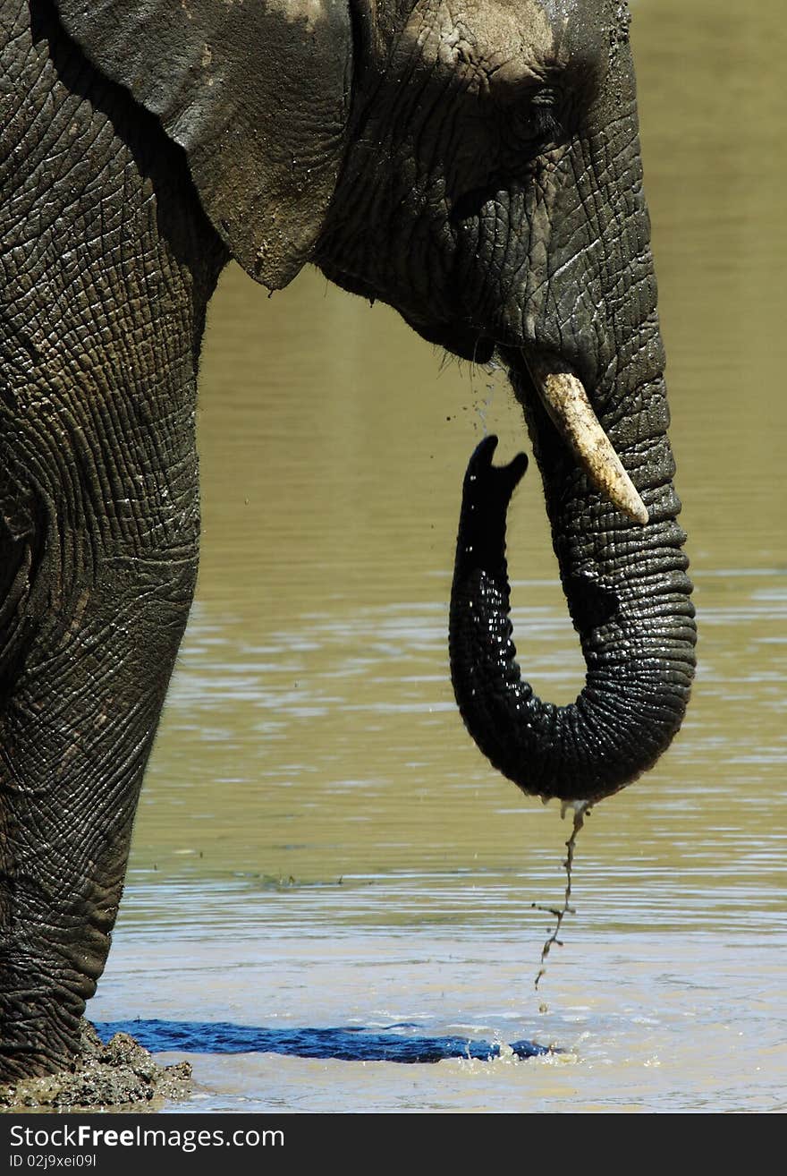 An elephant drinking from a muddy lake.