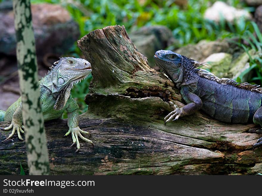 Two Iguanas