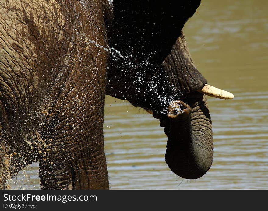 An elephant splashing its body with water.