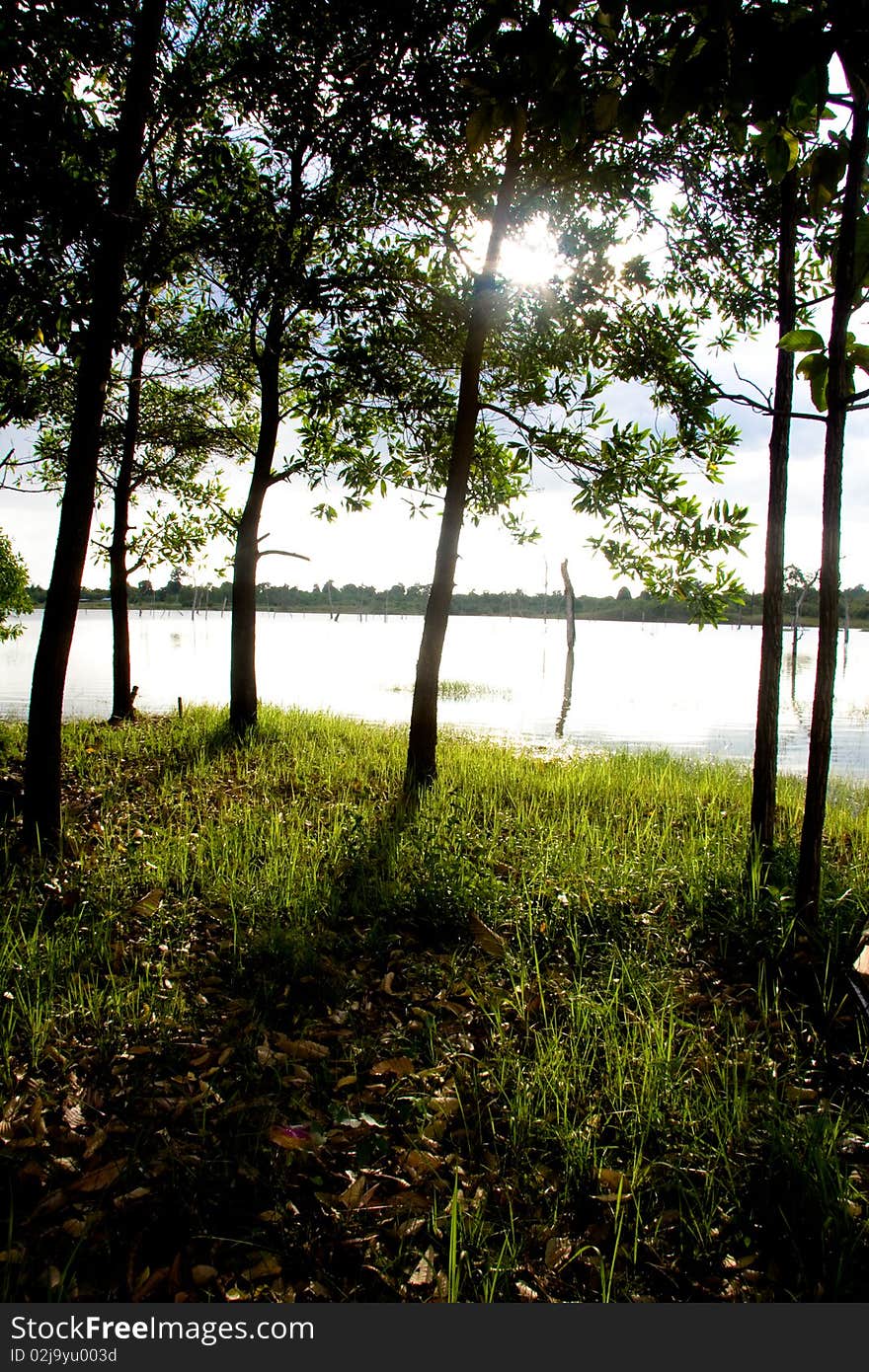 Sunlight passes through the trees by the rivers