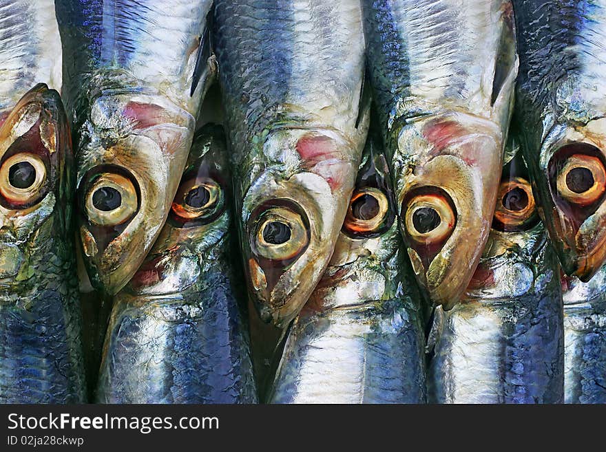 A row of sardines at the fishmongers. A row of sardines at the fishmongers