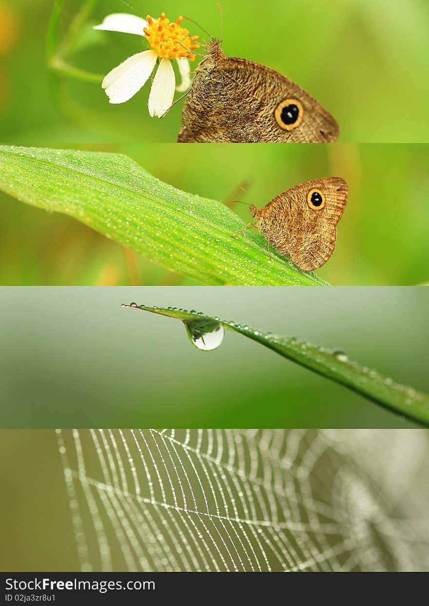 Four nature photos put them together. Four nature photos put them together