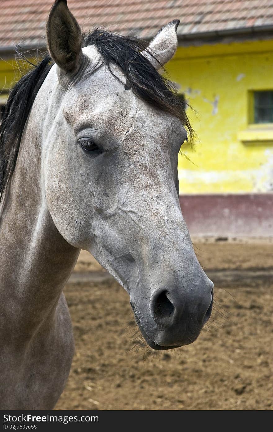 White Horse