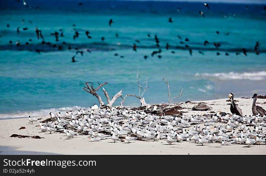 Terns and Pelicans