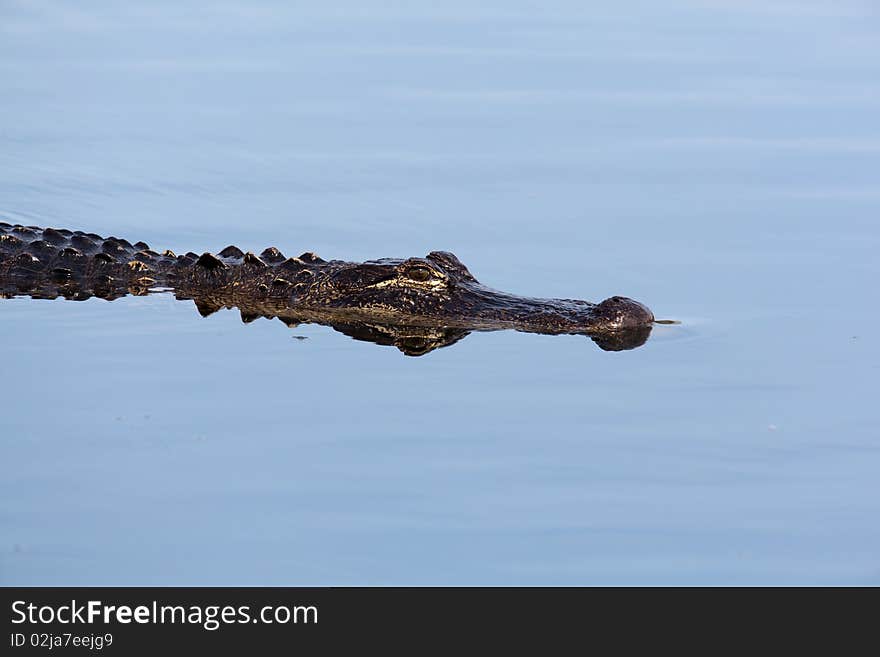 Alligator