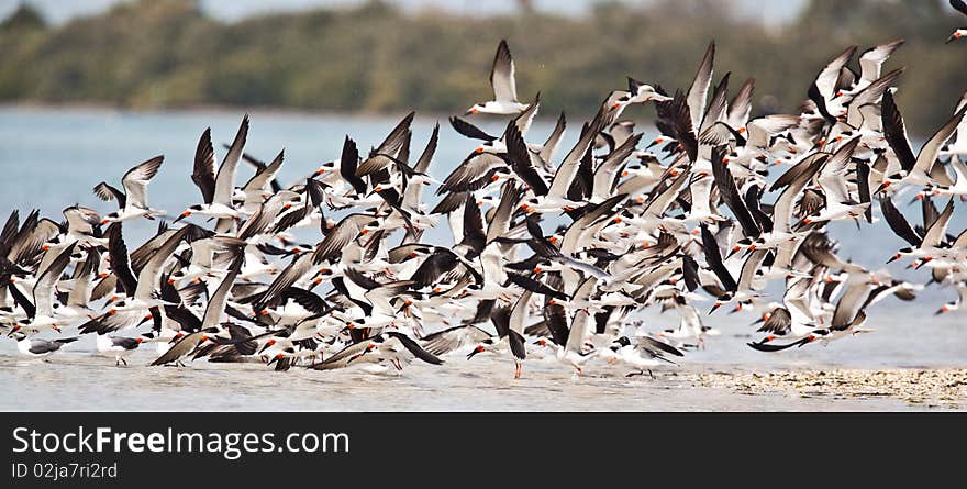 Black Skimmers